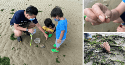 REVIEW: Young Nautilus - Changi Intertidal (Morning) Walk