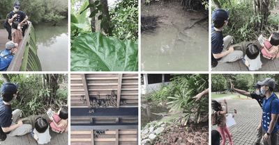 REVIEW: Young Nautilus - Sungei Buloh Mangrove Exploration