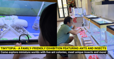 TinyTopia: Miniature Worlds of Insects and Ants Meet Singapore's Story