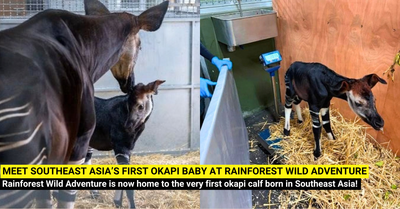 Meet Southeast Asiaās First Okapi Baby at Rainforest Wild Adventure!