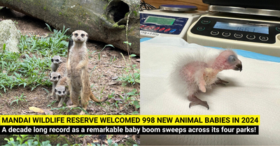 A Wild Welcome: Mandai Wildlife Reserve Celebrates a Baby Bonanza!