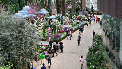 Blue Beauties - A Floral Journey Through the Ottoman Empire at Flower Dome