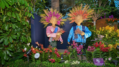 Orchid Extravaganza: Rhythm of the Rainforest - Come Discover Indonesia's Rich Rainforests and Heritage