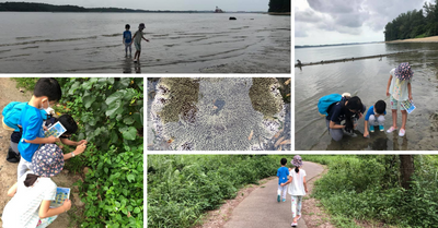 REVIEW: Young Nautilus - Coney Island Intertidal Walk