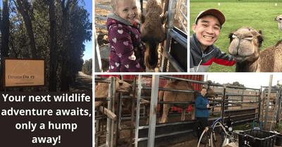 DromeDairy Australia | A Truly Unique Country Experience in Perth!