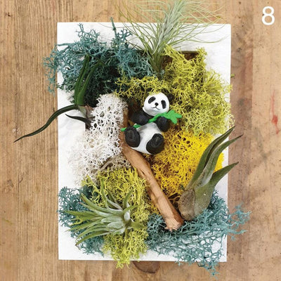 The Green Capsule: Airplant Greenwall DIY Kit @ Just $50 (Delivery Fee Inclusive)