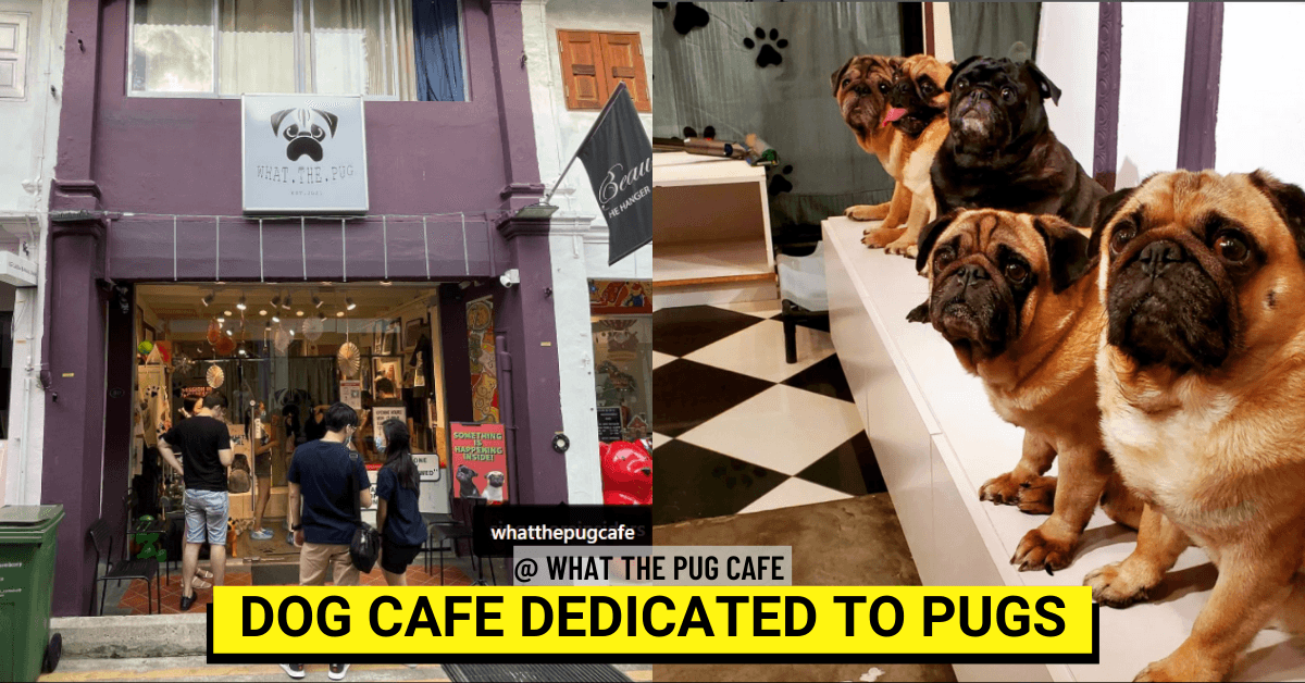 What The Pug - Singapore's First and Only Pugs Cafe, Located at Haji Lane - BYKidO