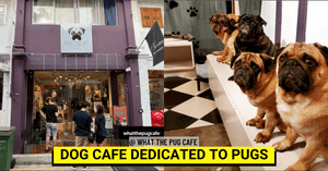 What The Pug - Singapore's First and Only Pugs Cafe, Located at Haji Lane