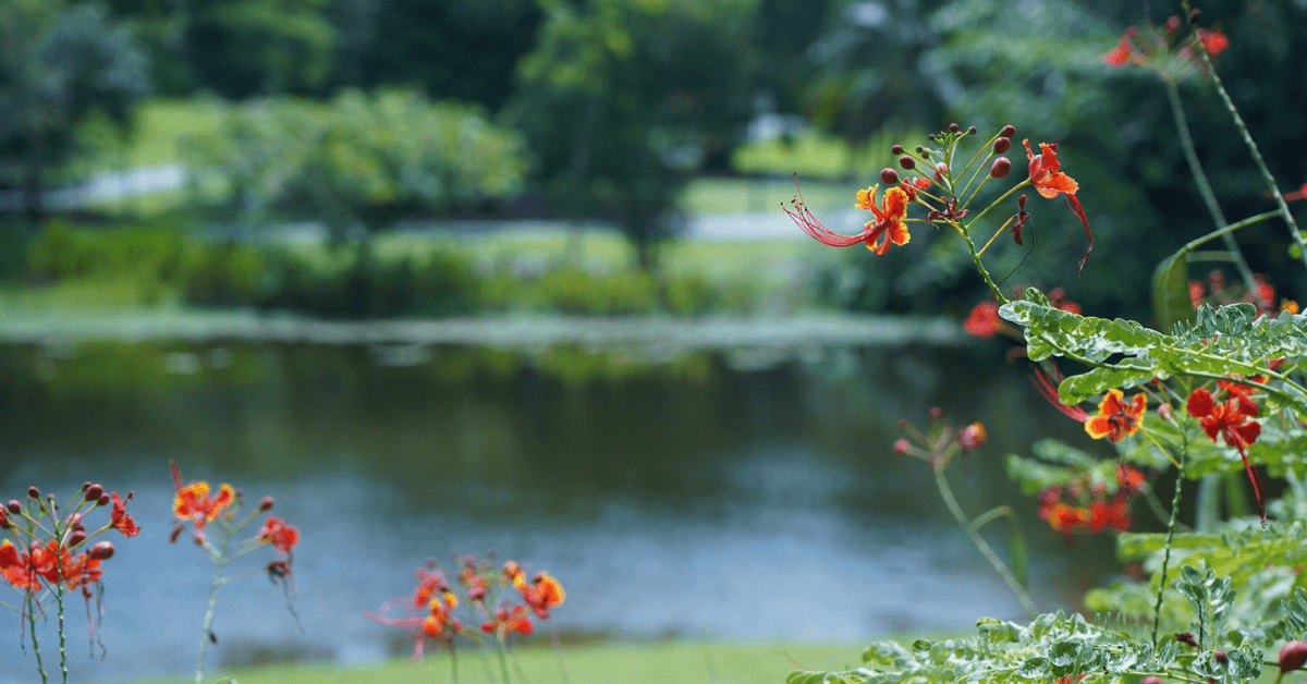 Singapore Botanic Gardens Heritage Festival 2021 - BYKidO