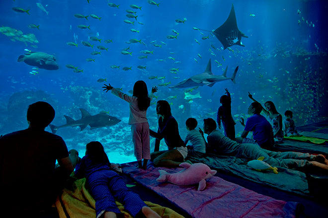 Things to do this Weekend: Sleepover with Your Little Ones at S.E.A. Aquarium!