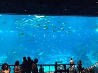 Places to go this Weekend: S.E.A Aquarium (BYKidO Moments) - BYKidO