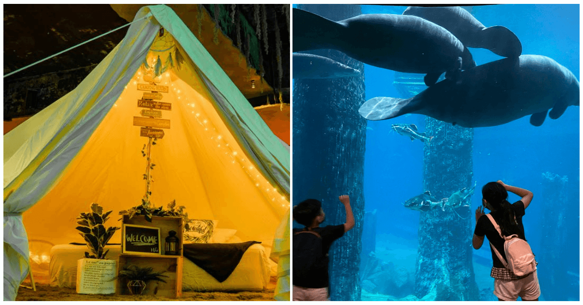 A Unique Glamping Experience With River Safari's Mesmerising Manatees - BYKidO