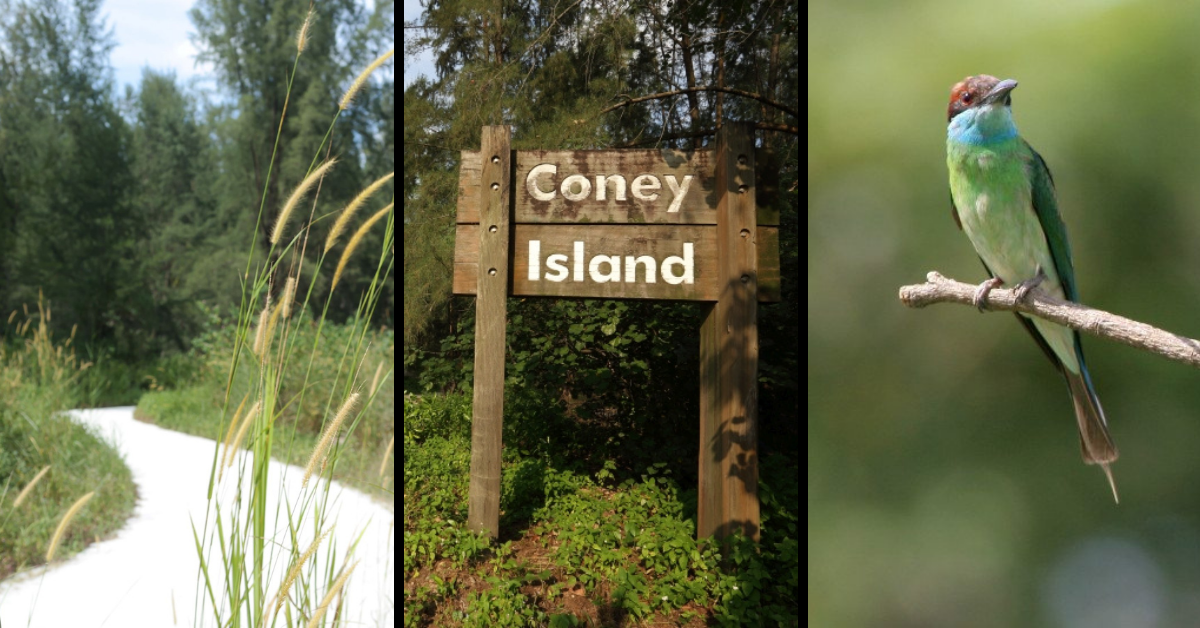 Coney Island Park - How To Get There And What To Do For Families! - BYKidO