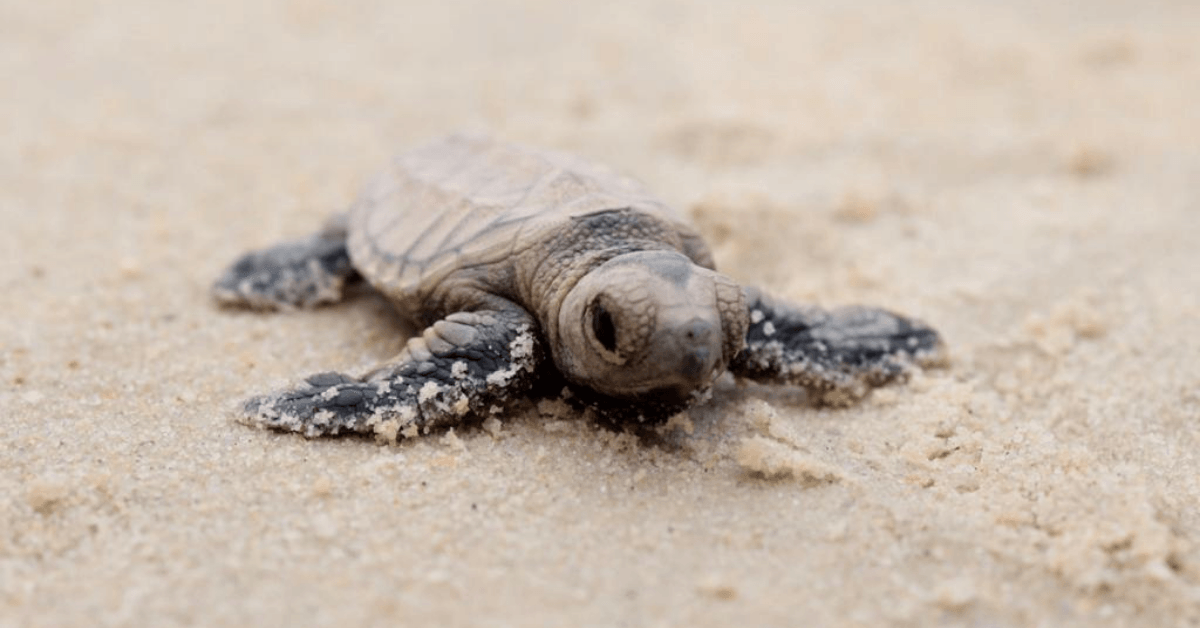 Critically Endangered Hawksbill Turtle Has Once Again Nested on Sentosa’s Beaches - BYKidO