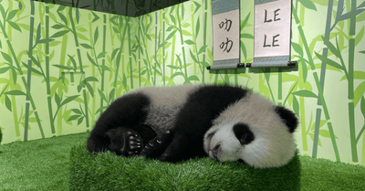 Here's How You Can Meet "Le Le" - The First Giant Panda Born in Singapore!