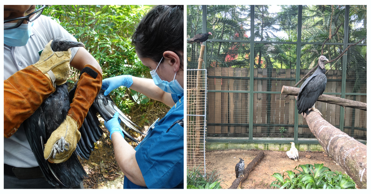 Jurong Bird Park's Newest Exhibit - A Retirement Home for Senior Birds! - BYKidO