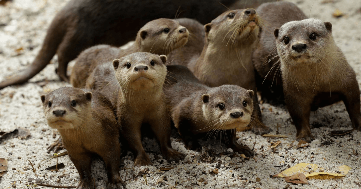 Wildlife Reserves Singapore Parks: Going Beyond the Exhibits - BYKidO