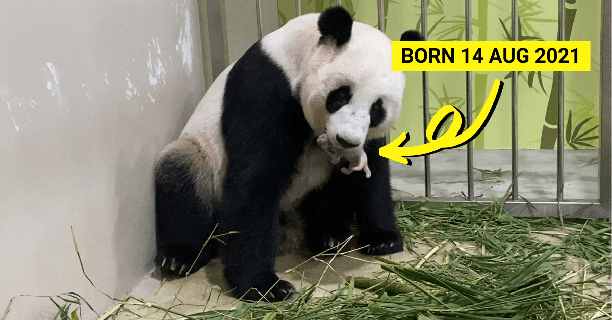 Singapore Welcomes First Giant Panda Cub at River Safari