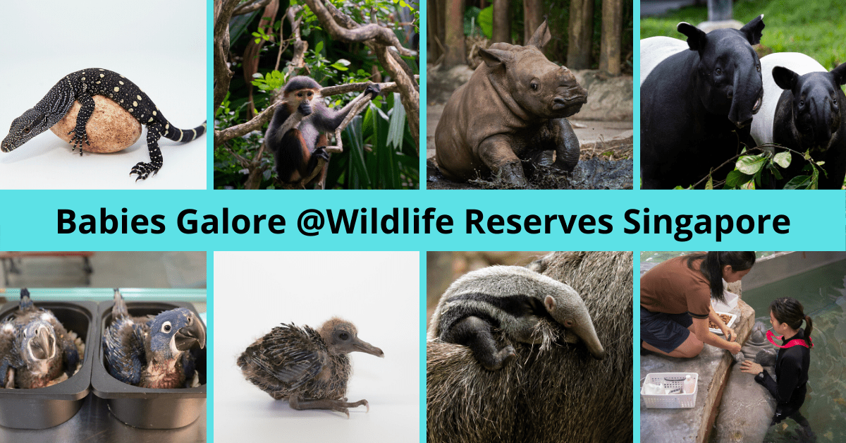 Get up close with over 660 cute baby animals at Wildlife Reserves Singapore!