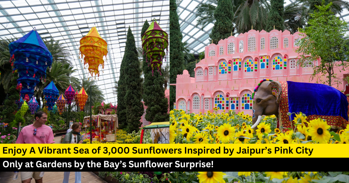 3,000 Sunflowers in Bloom at Sunflower Surprise: A Jaipur-Inspired Floral Wonderland