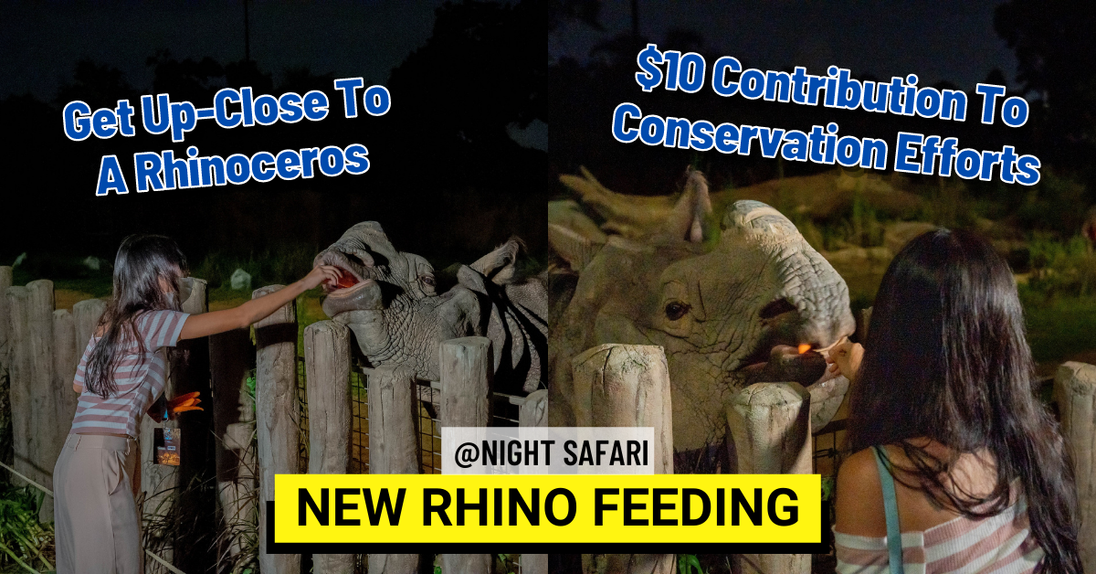 Get Up Close To An Indian Rhinoceros @ The Night Safari Feeding Sessions