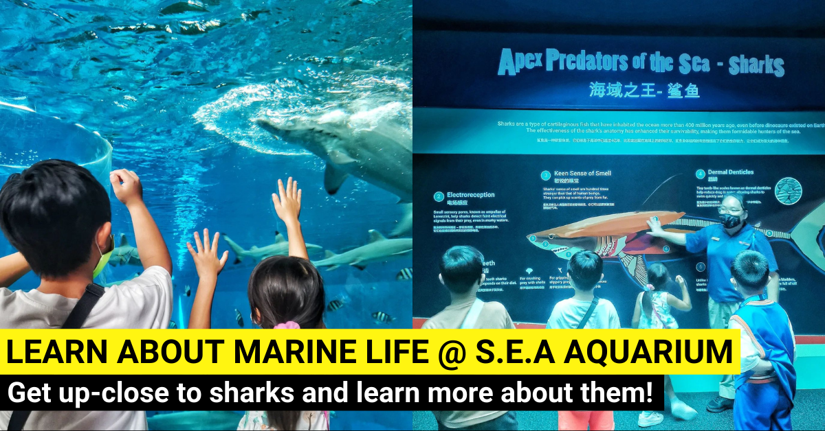 The Junior Ocean Protector June Holiday Camp - BYKidO