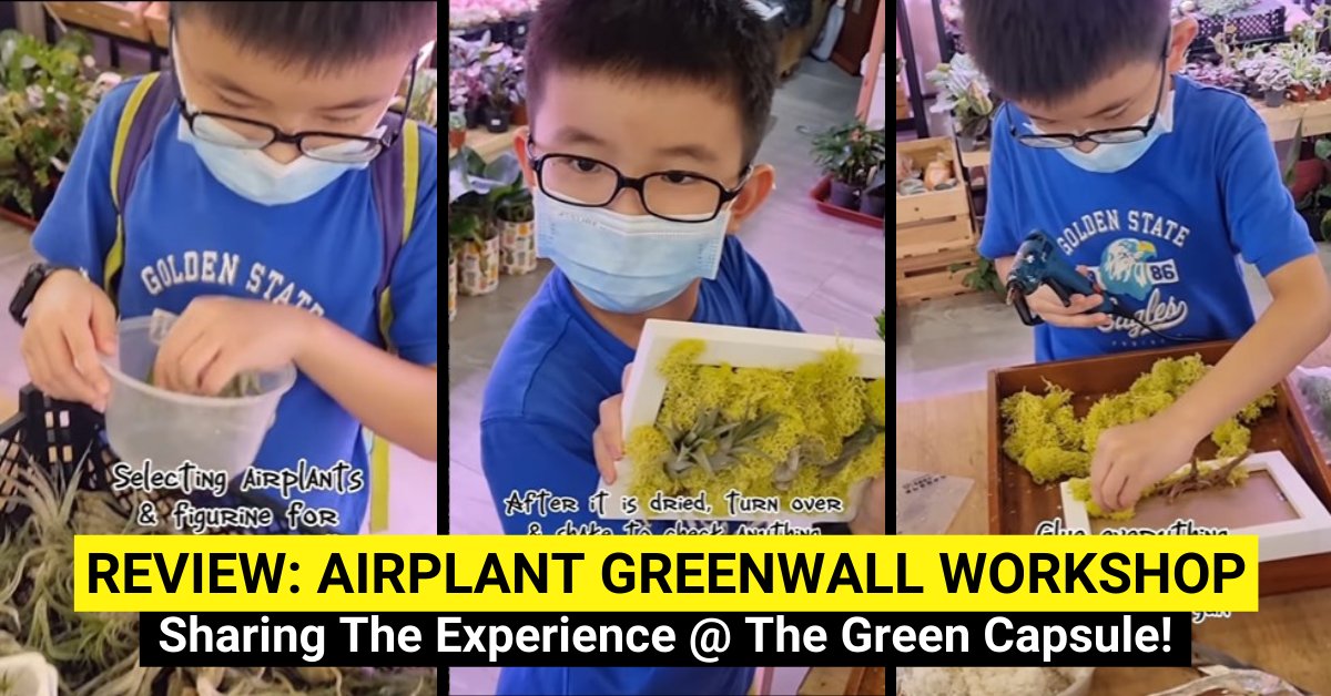 REVIEW: The Green Capsule Airplant Greenwall Workshop - BYKidO