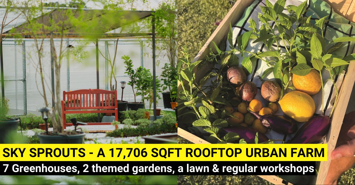 Sky Sprouts - A Community Driven Rooftop Urban Farm At Bukit Timah