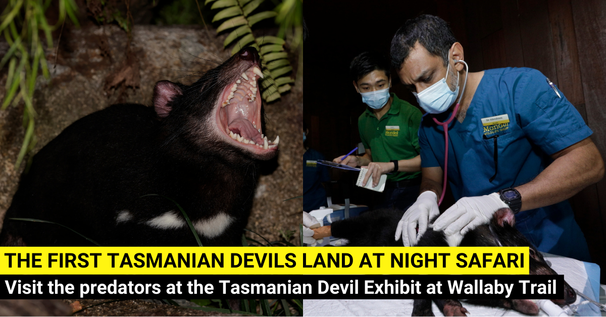 Visit The Tasmanian Devils At The Wallaby Trail At Night Safari