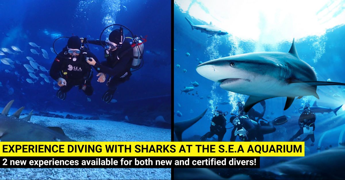 Dive with Sharks at the S.E.A Aquarium PADI-AWARE Dive Programmes