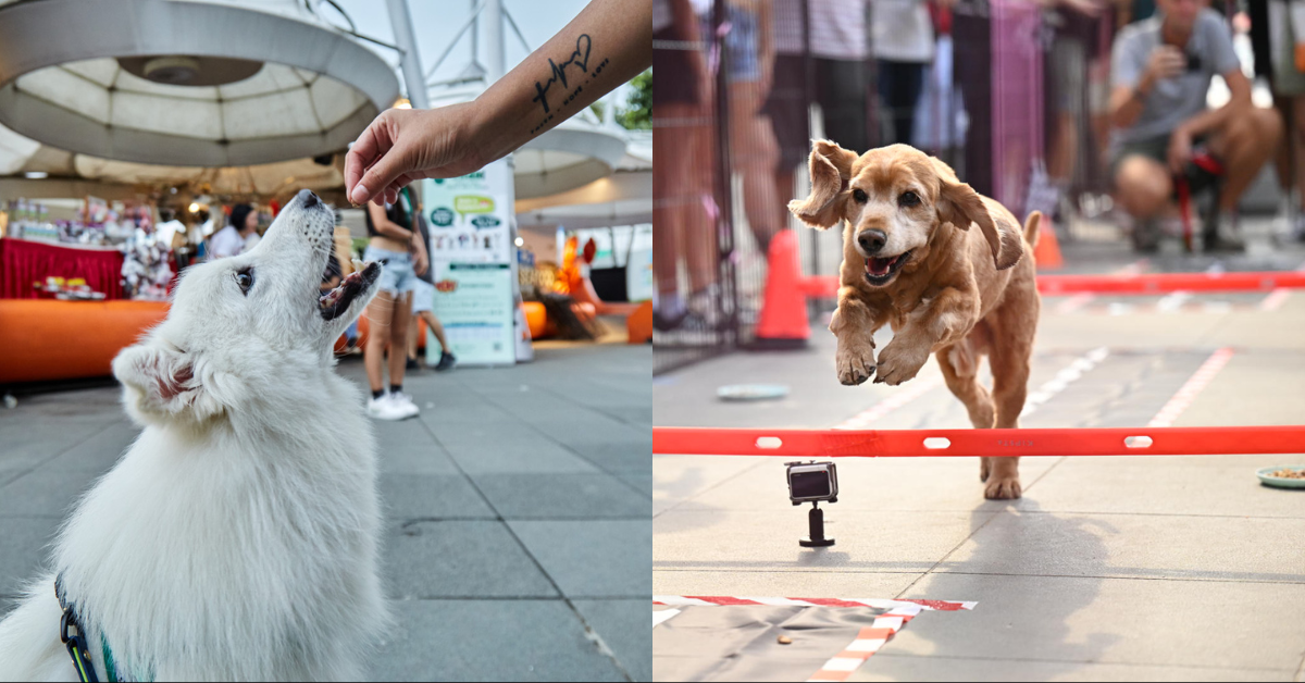 CQ @ Clarke Quay Launches Pet-friendly Amenities and the CQ Furkids Fiesta