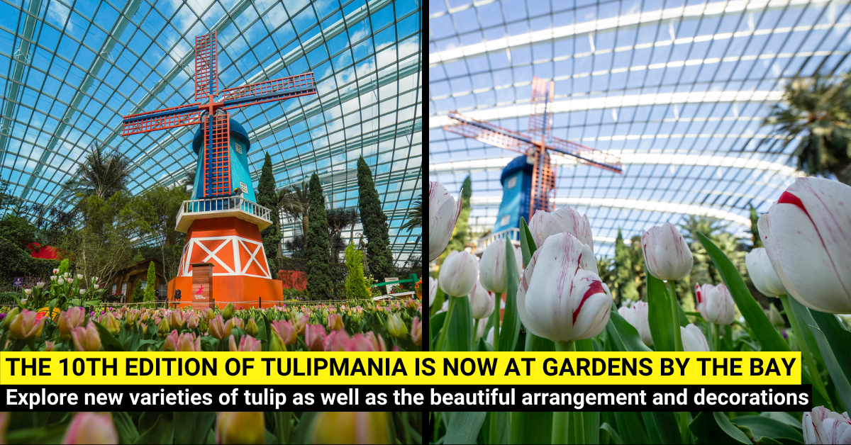 Tulipmania - Step in a Dutch Tulip Farm in Gardens by the Bay Singapore