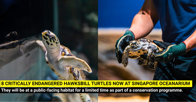 Meet 8 Critically Endangered Hawksbill Turtles at Singapore Oceanarium (Limited Time Only)