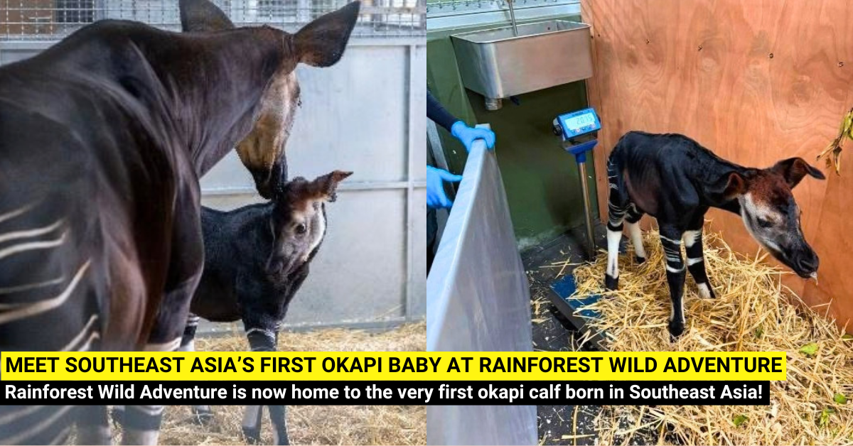 Meet Southeast Asia’s First Okapi Baby at Rainforest Wild Adventure!