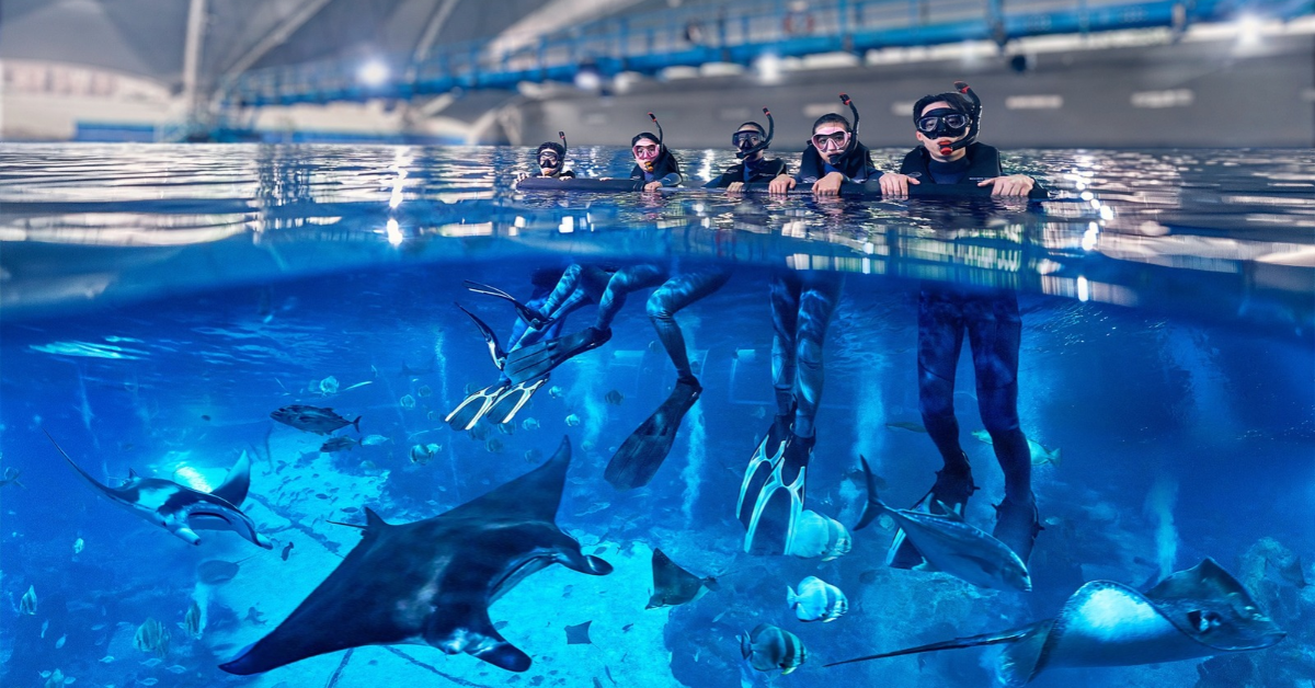 Dive Into Singapore’s Only In-Oceanarium Snorkelling Experience at Singapore Oceanarium