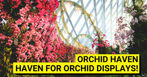 Orchid Haven Opens At Gardens by the Bay's Cloud Forest With Seasonal Displays