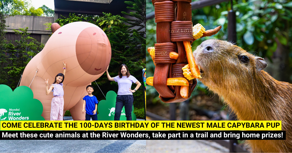 A Capy Celebration for the Whole Family at River Wonders!