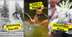 Enjoy $2.50 Admission To Jurong Bird Park From 1 Jan - 31 Jan 2021 | 50 Years Celebrations!