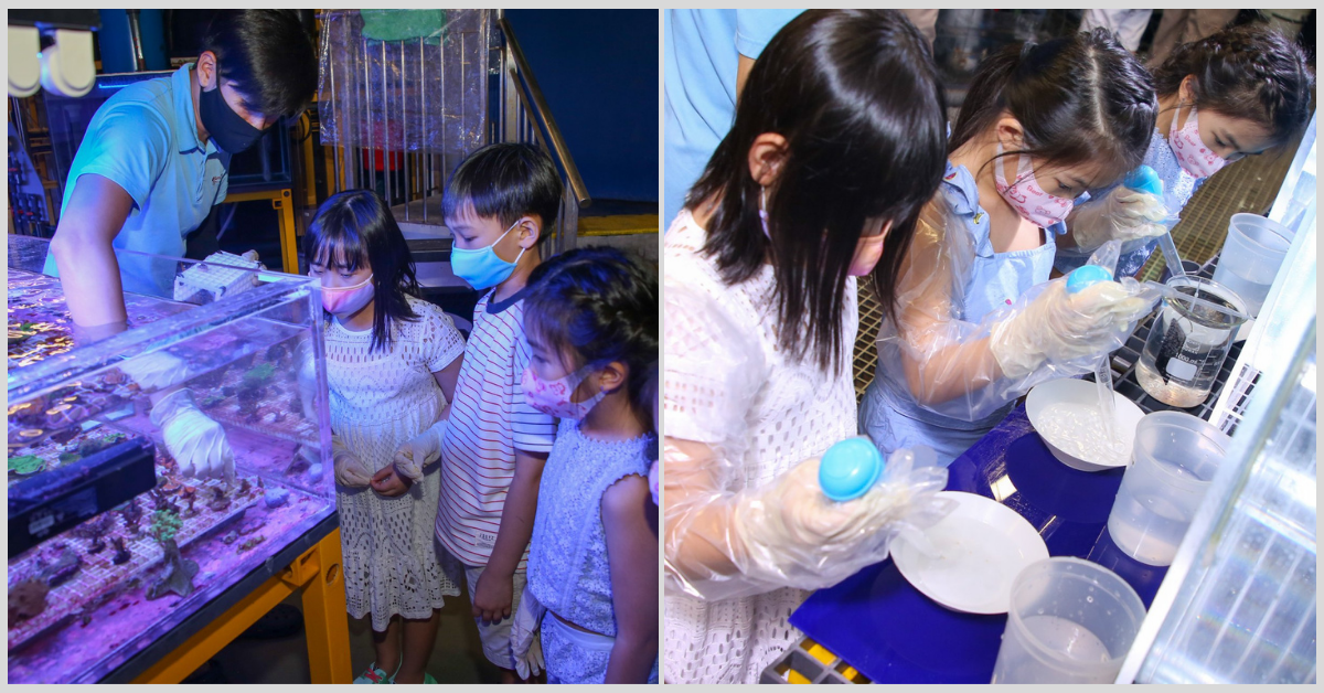 Be A Junior Aquarist With S.E.A Aquarium At Resorts World Sentosa - BYKidO
