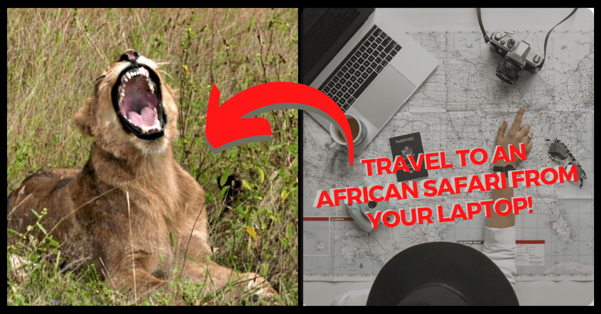 WildEarth Live Safari, safariLIVE | An Expert Hosted Live Safrari Broadcast - BYKidO