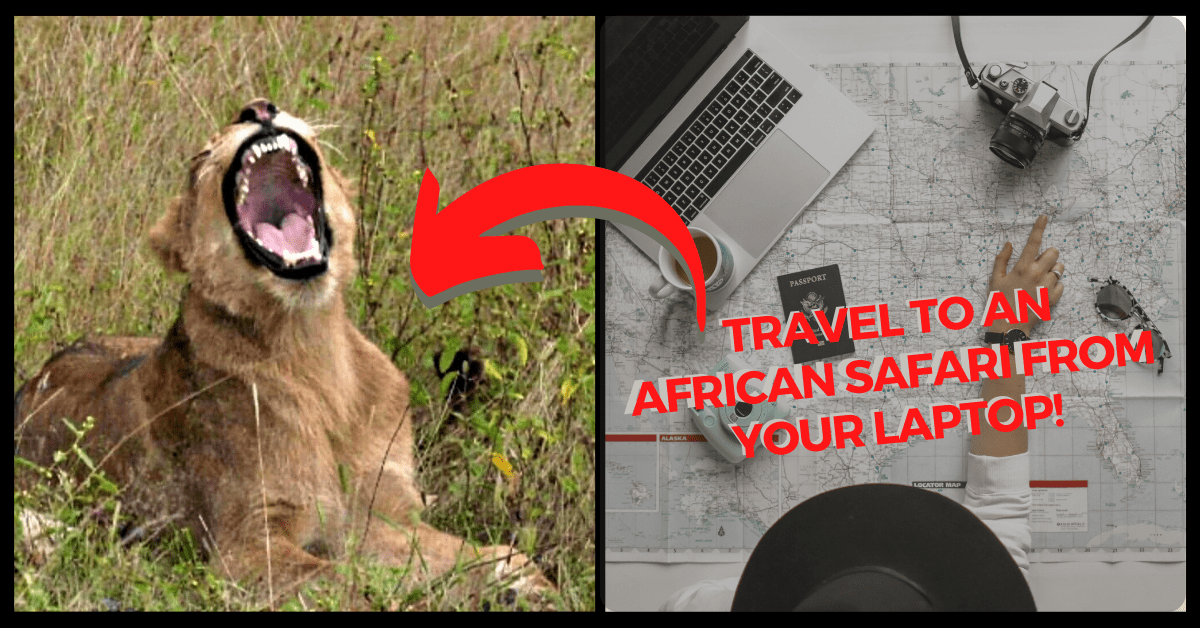 WildEarth Live Safari, safariLIVE | An Expert Hosted Live Safrari Broadcast