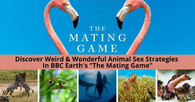 BBC Earth Celebrates World Animal Day With New Documentary Series, The Mating Game