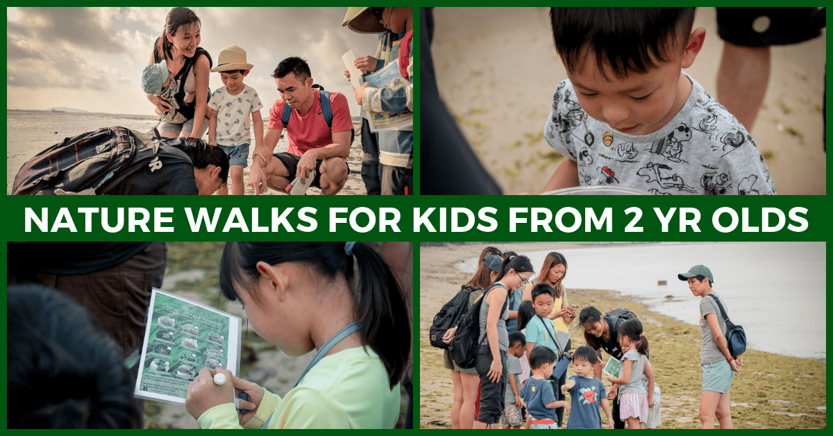 Step into Nature with Young Nautilus' Biodiversity Nature Walks in Singapore!