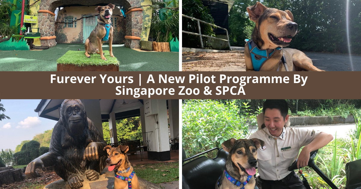 Singapore Zoo And SPCA Collaborate To Nurture Long-Term Shelter Dogs And Find Homes With Families