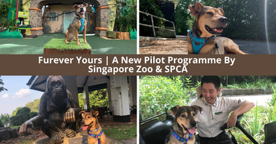 Singapore Zoo And SPCA Collaborate To Nurture Long-Term Shelter Dogs And Find Homes With Families