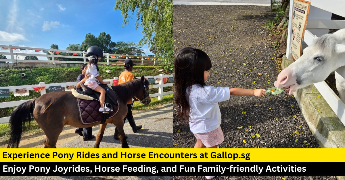 Gallop.sg: Singapore’s Newest Equestrian Hub with Pony Rides, Feedings & More