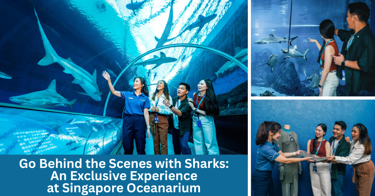 Singapore Oceanarium Launches Ocean in Focus: Apex Predators – A Behind-the-Scenes Shark Experience