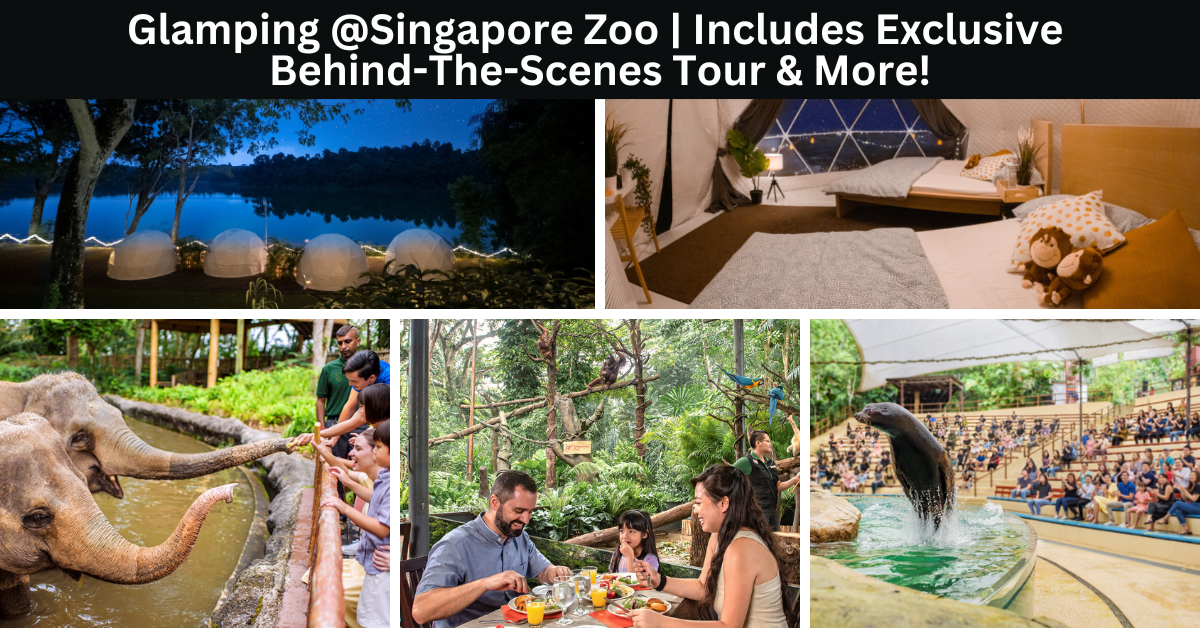 Singapore Zoo’s Glamping In The Wild Returns With A Refreshed Programme Featuring Behind-The-Scenes Tours And More!