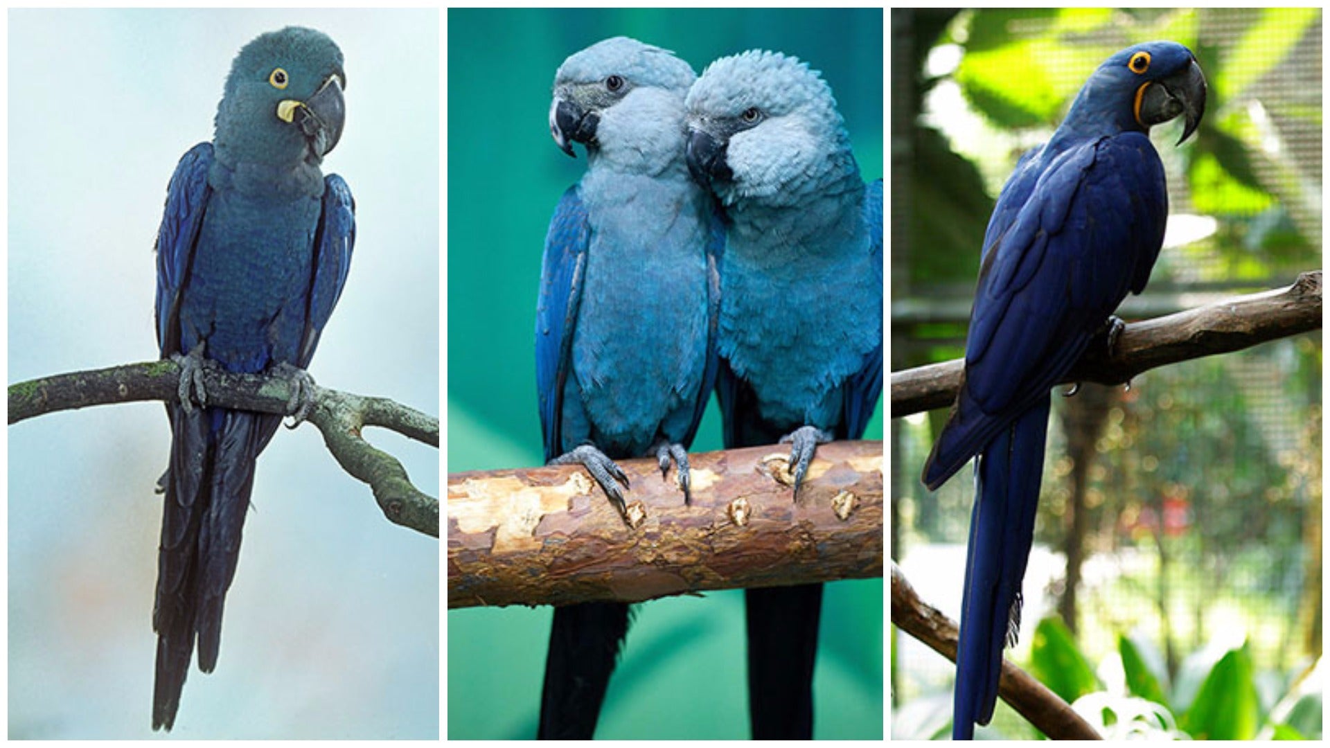 Things to do this Weekend: Blue-Zilian Carnival - BYKidO