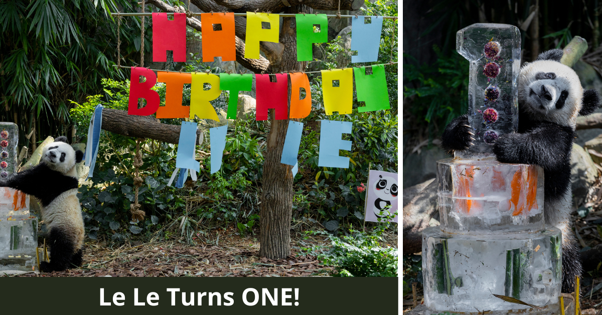 Le Le Celebrates His First Birthday With New Milestones Under His Belt
